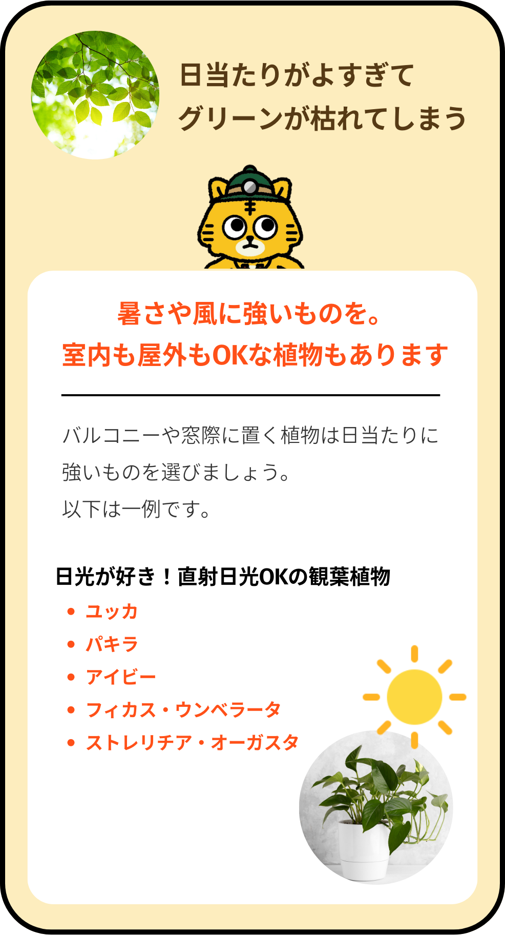 日当たりがよすぎてグリーンが枯れてしまう